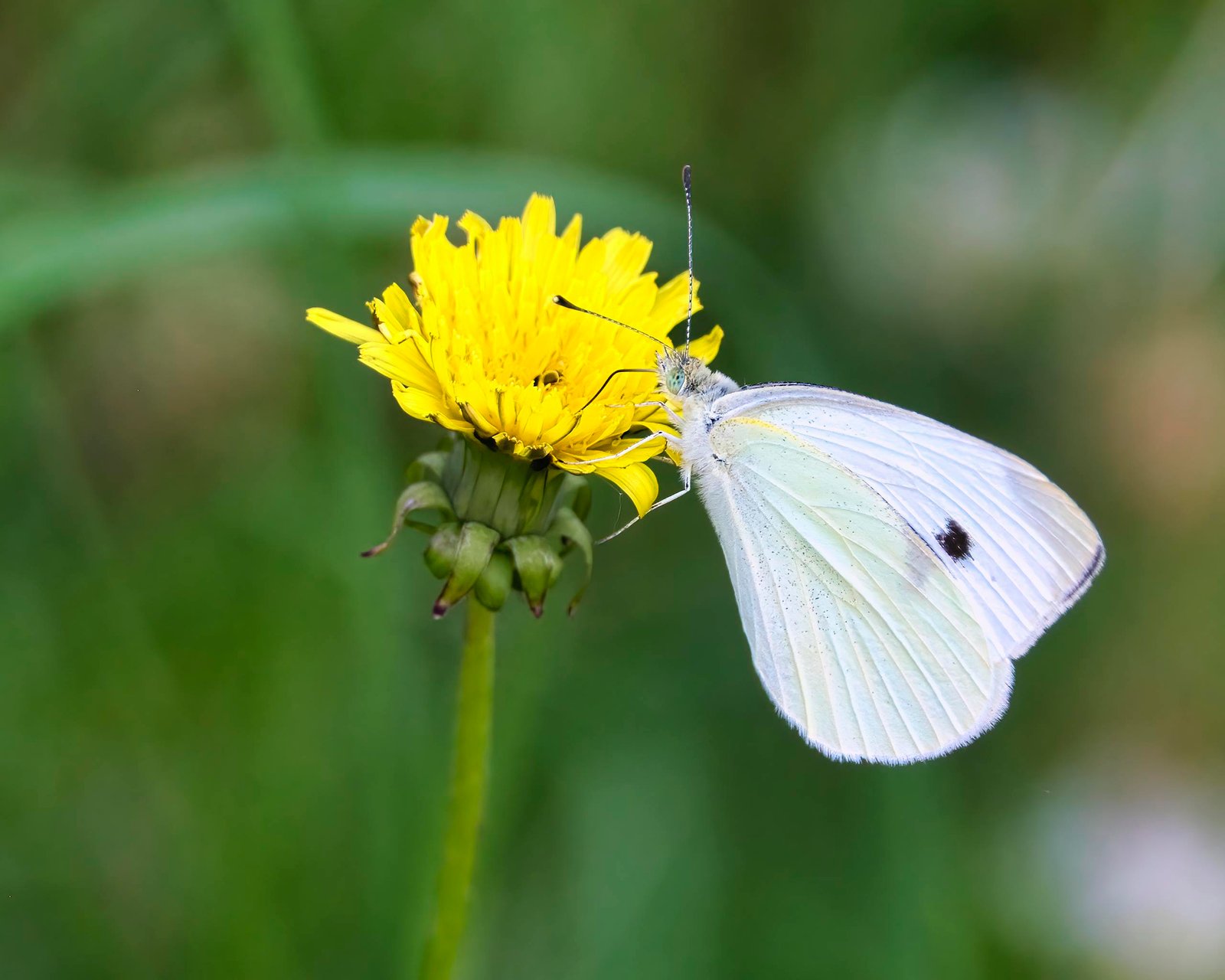 Cabbage White Butterfly